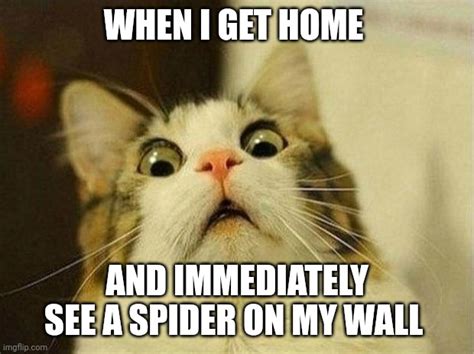 Spiders are invading our homes - Imgflip