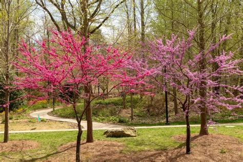 12 Different Types of Redbud Trees | Redbud tree, Redbud tree varieties, Small landscape trees