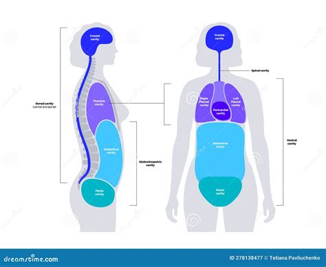 Body cavities poster stock vector. Illustration of space - 278138477