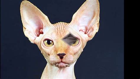 sphynx cat History,Personality,Health,Care - YouTube