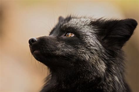 Silver Fox by Thomas Chadwick on 500px | Fox, Silver fox, Pet fox