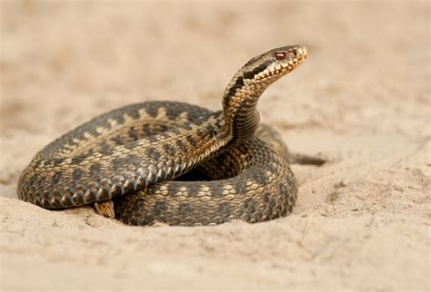 Common Adder Facts and Pictures