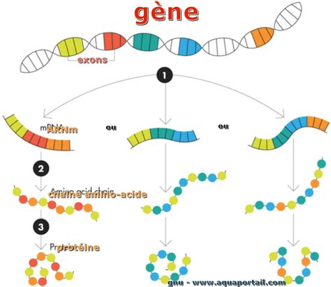 Gène: définition et explications