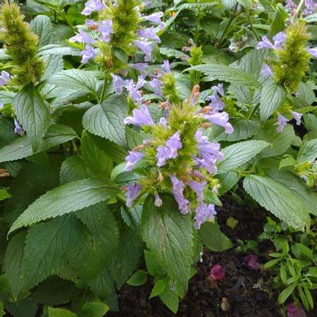 Anise-Hyssop Plant Care: Water, Light, Nutrients | Greg App 🌱