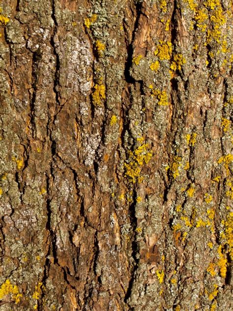 Maple Tree Diseases On The Bark - Diseases Of Maple Trees That Affect ...