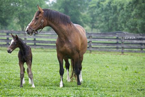 Holsteiner | Foals, Horses, Animals