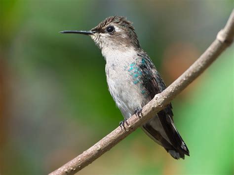 Female Bee Hummingbird