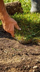 Fescue SOD Installation in Charlotte | The Wizard of SOD