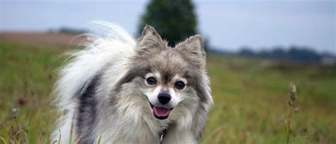 German Spitz - A-Z Animals