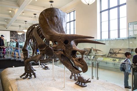 American Museum Of Natural History Free Stock Photo - Public Domain ...