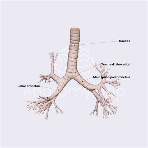 Bronchial tree | Lungs | Thorax | Anatomy.app | Learn anatomy | 3D ...