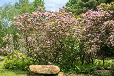 Kalmia latifolia (Mountain Laurel)