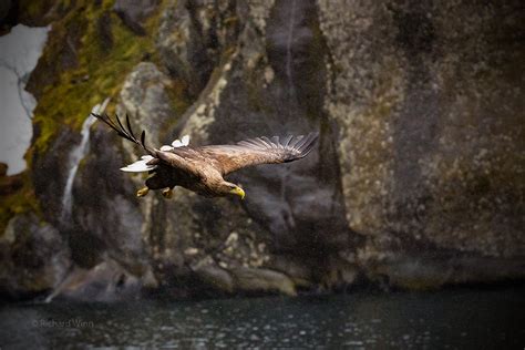 Flying in the Sleet / Photography by Richard Winn / Uploaded 12th July 2020 @ 07:20 PM