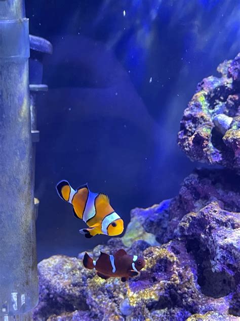 Clownfish Show Off Thread!!!! | Reef2Reef