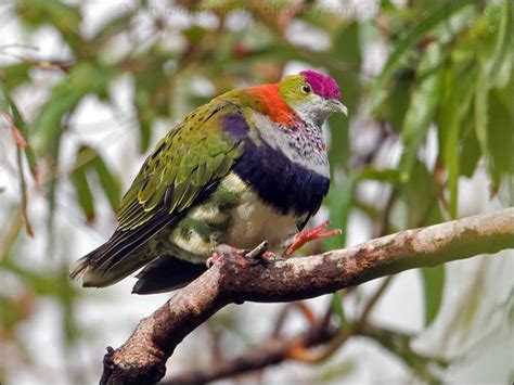 Superb Fruit Dove photo image 1 of 7 by Ian Montgomery at birdway.com.au