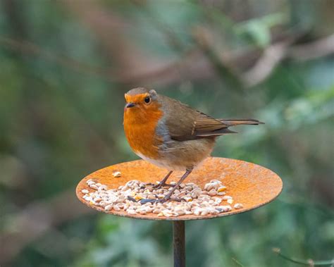 Bird Feeder Platform Bird Feeding Stand Garden Ornament - Etsy UK