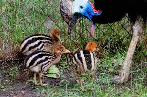 Southern Cassowaries Luke im Lodzer Zoo #Zoobornen | Zooborns ...