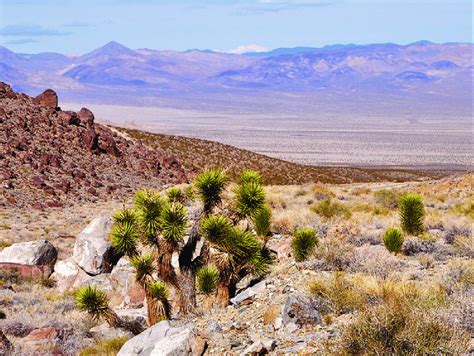 Mojave Desert. Photo credit: Ken Cole, U.S. Geological Survey. | Download Scientific Diagram