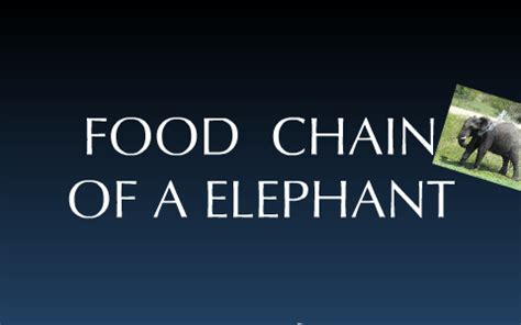 Food chain of an African Elephant by Rachel Wisniewski on Prezi