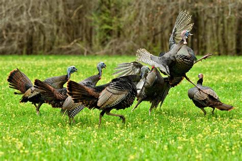 Understanding Wild Turkeys: A Closer Look | Mossy Oak Gamekeeper