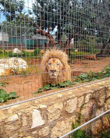 Pafos Zoo (Paphos) - 2019 All You Need to Know Before You Go (with ...