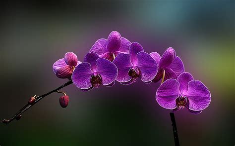 Orchid Wallpapers - Full HD wallpaper search | Plantas de orquideas ...