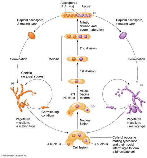 Life Cycle Of Bread Mold Neurospora Crassa