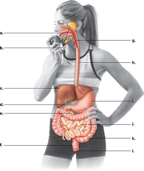 Organs Of The Digestive System And Their Functions