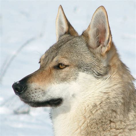 Czechoslovakian Wolfdog Pedigree Database