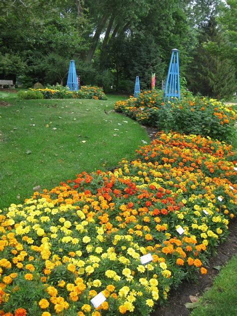 Rotary Botanical Gardens - Hort Blog: Fist-Sized Marigolds