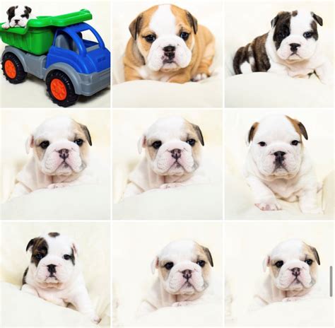 CKC registered bulldogs - Ontario Family Breeders of English Bulldogs ...