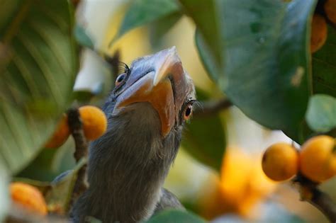 Premium Photo | Close-up of orange fruit on tree