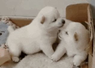 Dog Hug Cute Pet GIFs - Find & Share on GIPHY