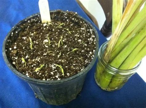 How to Propagate Lemongrass - Guide - 2023 The Garden Style