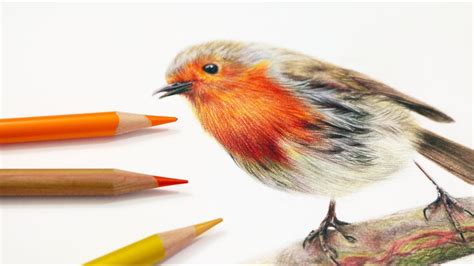 How To Draw Feathers with Colored Pencil - YouTube