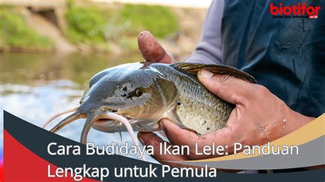 Cara Budidaya Ikan Lele: Panduan Lengkap untuk Pemula