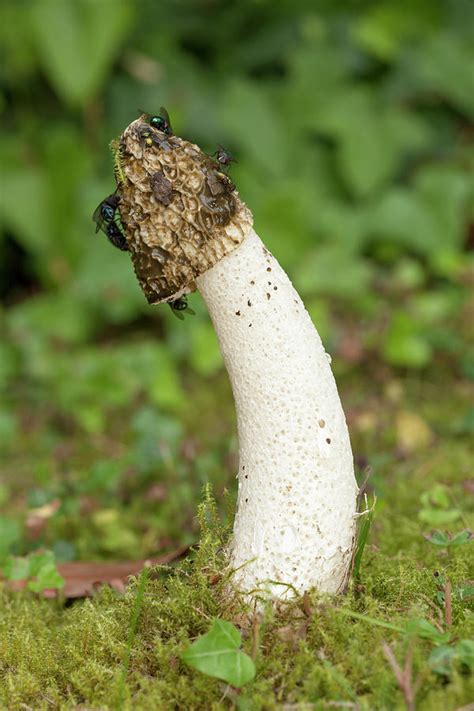 Stinkhorn Fungus Photograph by Pascal Goetgheluck/science Photo Library - Pixels