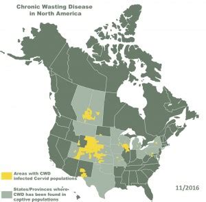 Chronic Wasting Disease (CWD): Should You Eat The Deer Meat? - Big Deer