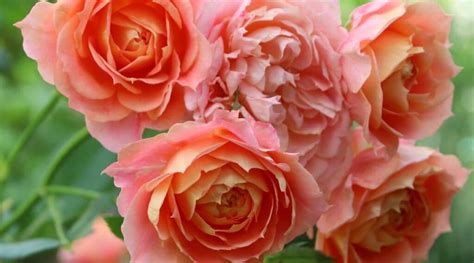 13 Beautiful Orange Rose Varieties for Vibrant Garden Color