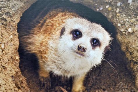 Meerkat Coming Out of Burrow Stock Image - Image of tailed, wild: 41242333