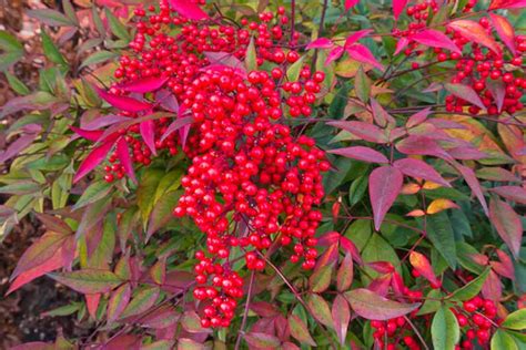 Nandina domestica (Heavenly Bamboo)