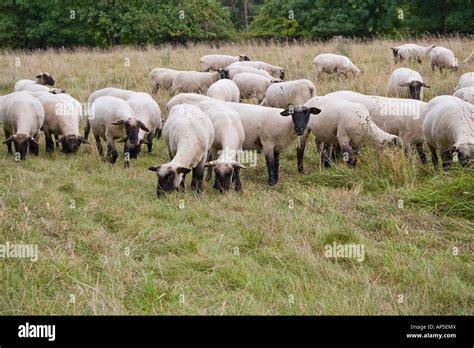 Flock of German Blackheaded Mutton sheep in a green pasture Meat and merino wool breed Thuringia ...