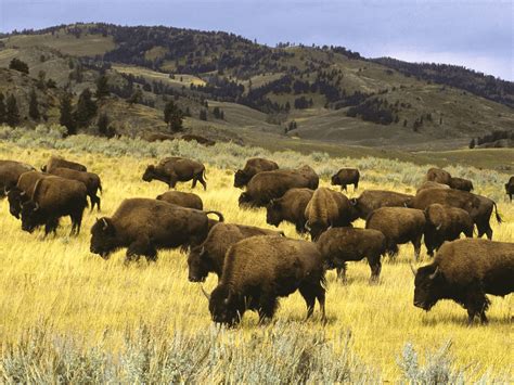 Herd of Bison grazing at Yellowstone National Park in Wyoming [1600 x ...