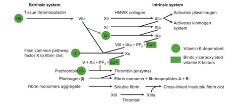 Coagulation Cascade Diagram