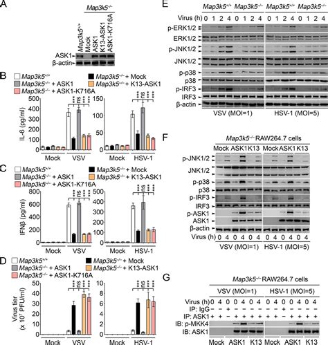 Lys29-linkage of ASK1 by Skp1−Cullin 1−Fbxo21 ubiquitin ligase complex ...