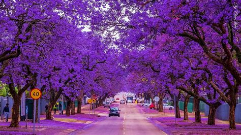 Sudafrica | Jacaranda in fiore | Rivista Africa