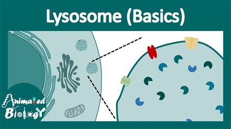 Lysosome structure and function - YouTube