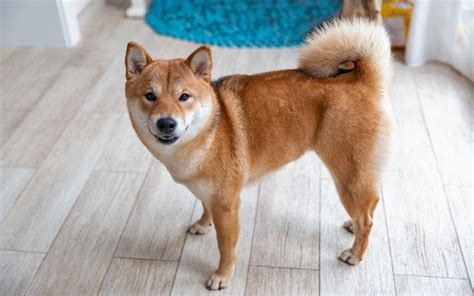 Does a Shiba Inu Like to Cuddle? Temperament & Bonding Tips