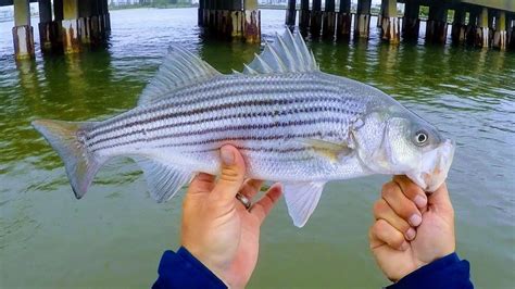 Rainy Rt 50 Rockfish - May 17 2018 - Fishing Ocean City, Maryland - YouTube