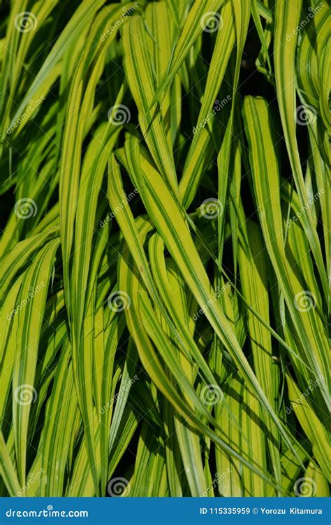 Japanese forest grass stock image. Image of garden, leaf - 115335959